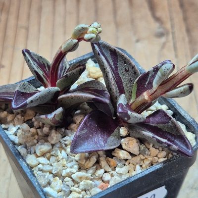 VVG39700 Lenophyllum gutatum f.variegata