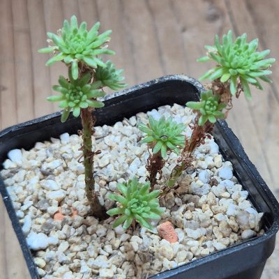 VVG39701 Sedum multiceps
