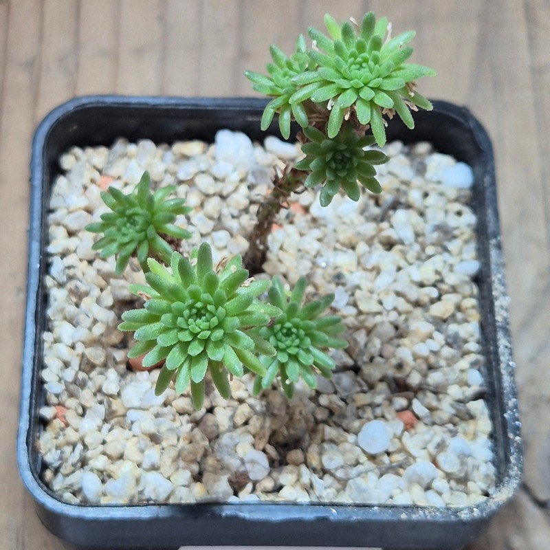 VVG39701 Sedum multiceps – Bild 2