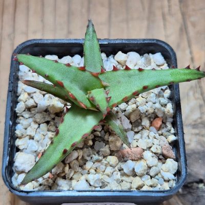 VVG39702 Aloe castilloniae seedling
