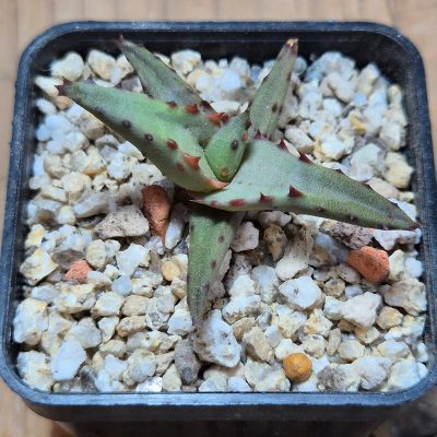 VVG39703 Aloe castilloniae seedling