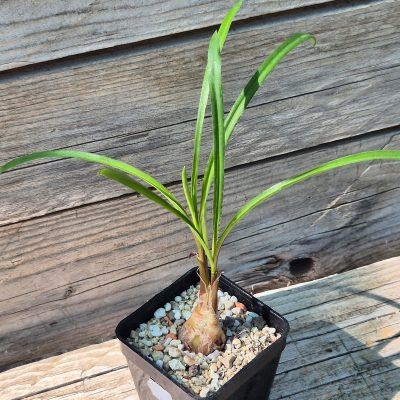 VVG39704 Ledebouria crispa