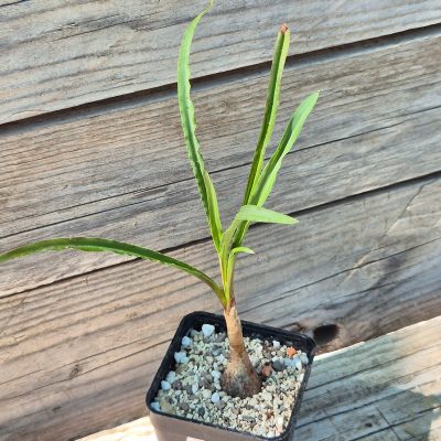 VVG39705 Ledebouria crispa