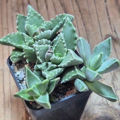 VVG39706 Faucaria mix 3 plants seedling