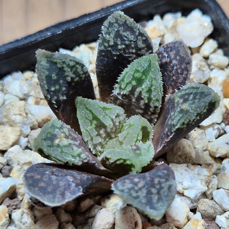 VVG39709 Haworthia VVG30 x ‘Gorbi’ F2 hybrid