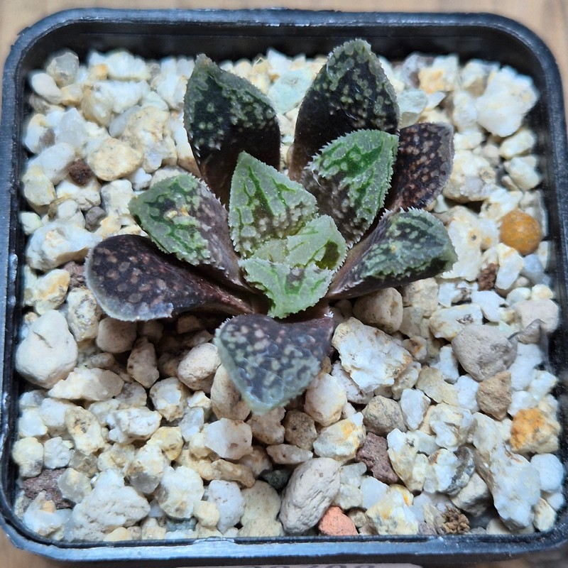 VVG39709 Haworthia VVG30 x ‘Gorbi’ F2 hybrid - Image 2