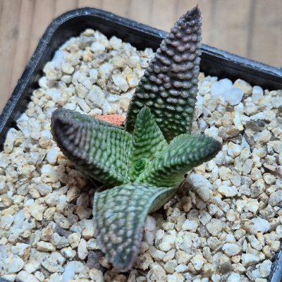 VVG39710 Haworthia minima x koelmaniorum