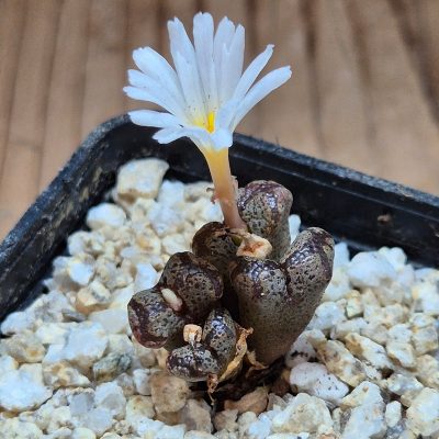 VVG39712 Conophytum pellucidum