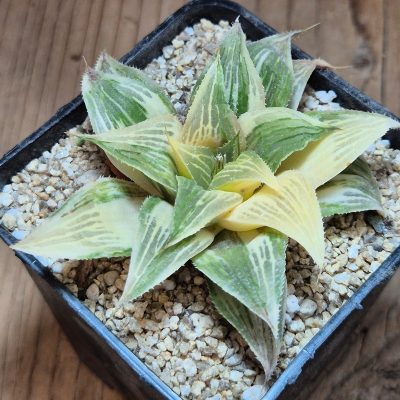 VVG39715 Haworthia magnifica f.variegata HF-30 'Mayaki'
