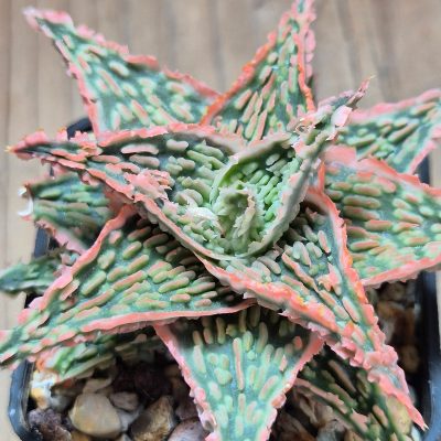 VVG39716 Aloe TCT hybrid