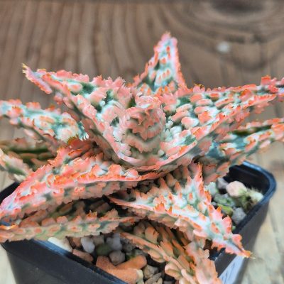 VVG39717 Aloe TCT hybrid