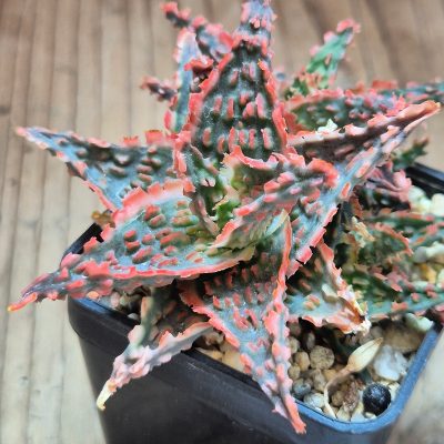 VVG39718 Aloe TCT hybrid