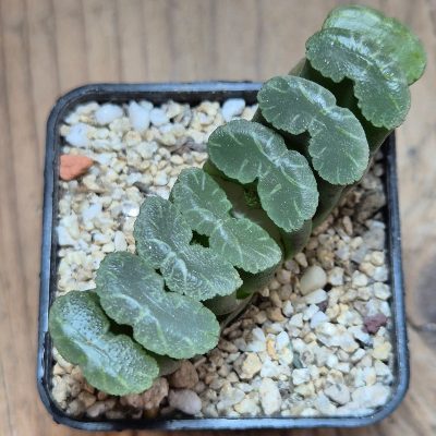 VVG40095 Haworthia truncata -Japan-
