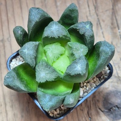 VVG40096 Haworthia maughanii hybrid