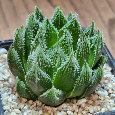 VVG40097 Haworthia VVG1 x VVG12 6 years old seedling