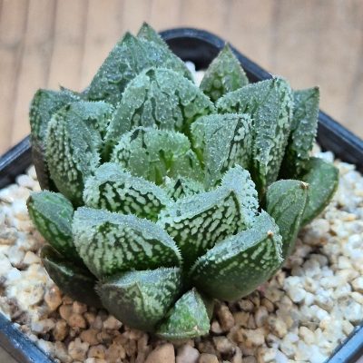 VVG40098  Haworthia ‘Gorbi’ hybrid F2