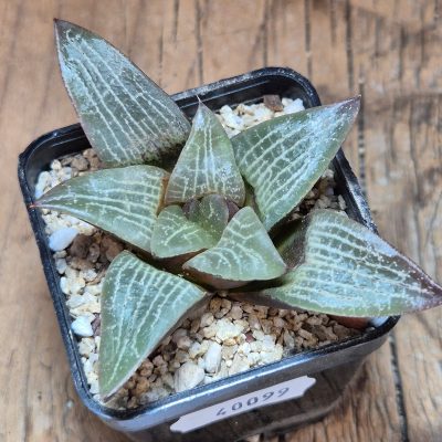 VVG40099  Haworthia bayeri x comptoniana F2