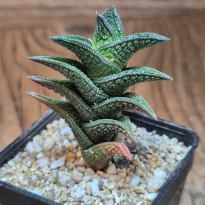 VVG40100  Haworthia nigra