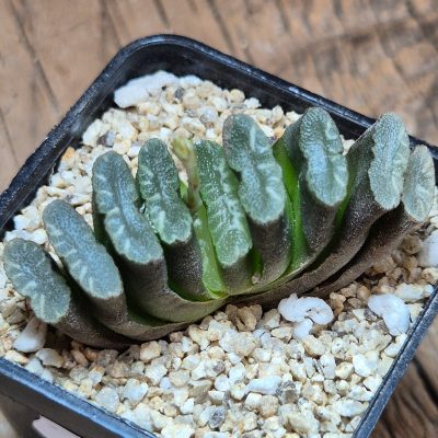 VVG40101  Haworthia truncata -Japan-