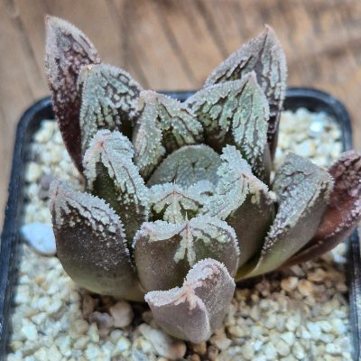 VVG40102  Haworthia VA4330B hybrid x 'Yulia'