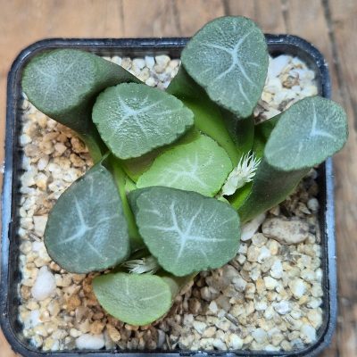 VVG40103  Haworthia maughanii -Japan- seedling