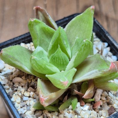 VVG40104  Haworthia 'Midori No Sono' f.variegata
