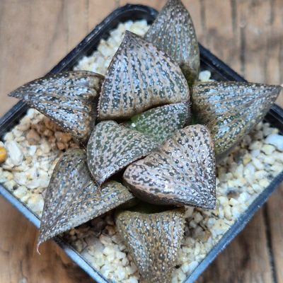 VVG40105  Haworthia magnifica v.splendens 6 years old seedling