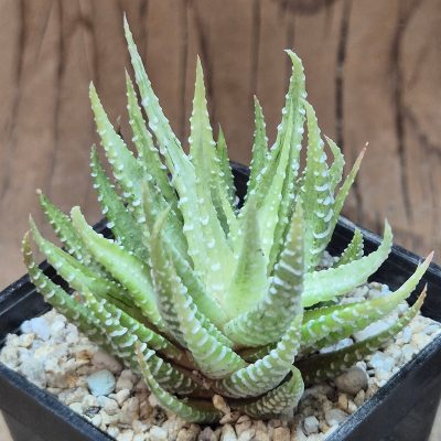 VVG40106 Haworthia attenuata v.chlorofilarm