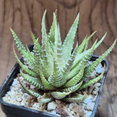 VVG40107 Haworthia attenuata v.chlorofilarm
