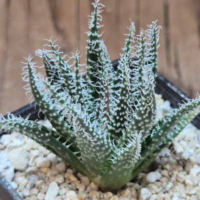 VVG40108 Aloe haworthioides -Select form-