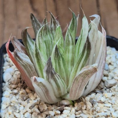 VVG40109 Haworthia marumiana ’Kikka Nishiki’ f.variegata