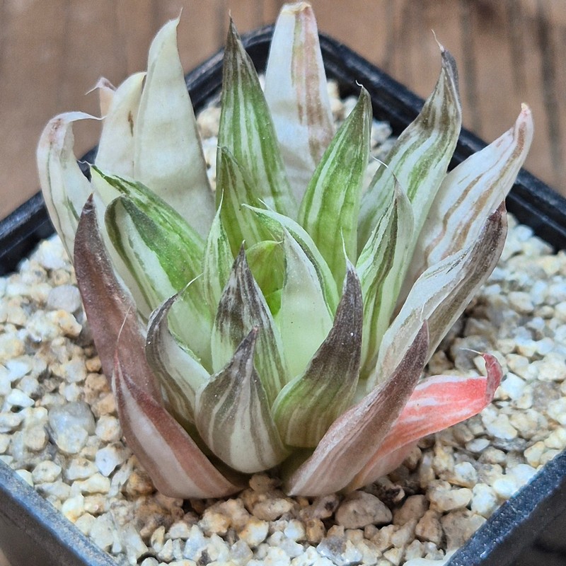 VVG40109 Haworthia marumiana ’Kikka Nishiki’ f.variegata - Image 3