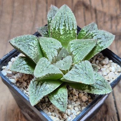 VVG40110 Haworthia ‘Black Major’ x ‘Yulia’ F2 seedling