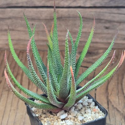 VVG40111 Haworthia radula -Patensie- SH