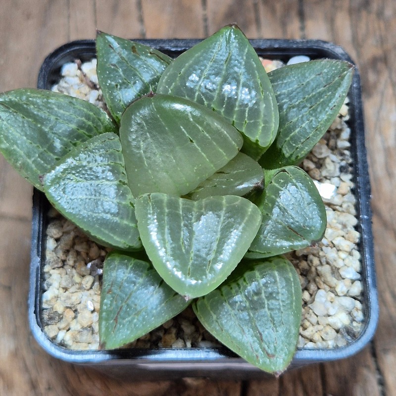VVG40112 Haworthia comptoniana x retusa x springbokvlakensis F2 - Image 2