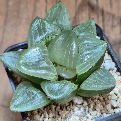 VVG40112  Haworthia comptoniana x retusa x springbokvlakensis F2