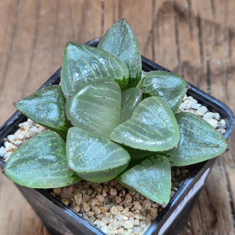 VVG40112 Haworthia comptoniana x retusa x springbokvlakensis F2 - Image 3