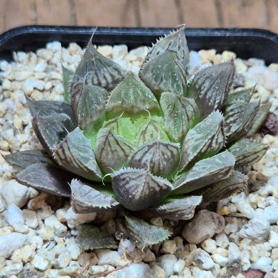 VVG40113 Haworthia 'Mirror Ball' hybrid seedling