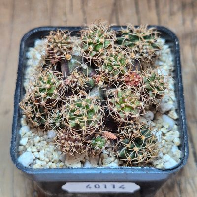 VVG40114 Gymnocalycium damsii f.monstrosa