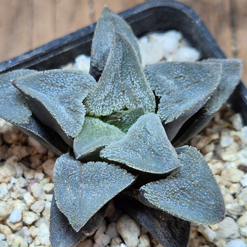 VVG40115 Haworthia pygmaea f.crystallina -Japan- seedling