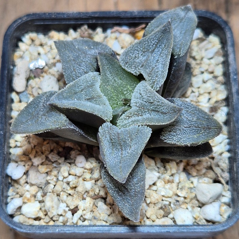 VVG40115 Haworthia pygmaea f.crystallina -Japan- seedling - Image 2