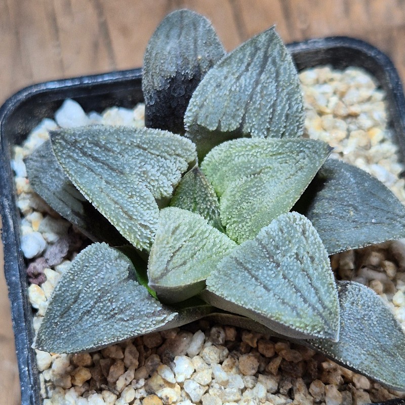 VVG40116 Haworthia pygmaea f.crystallina -Japan- seedling - Image 2