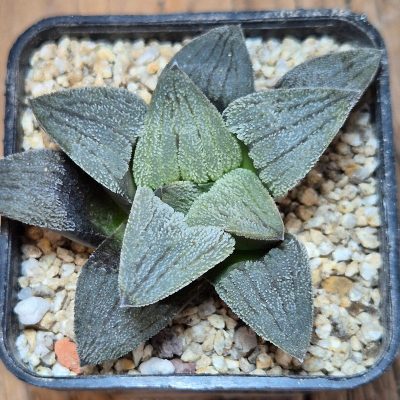 VVG40116 Haworthia pygmaea f.crystallina -Japan- seedling