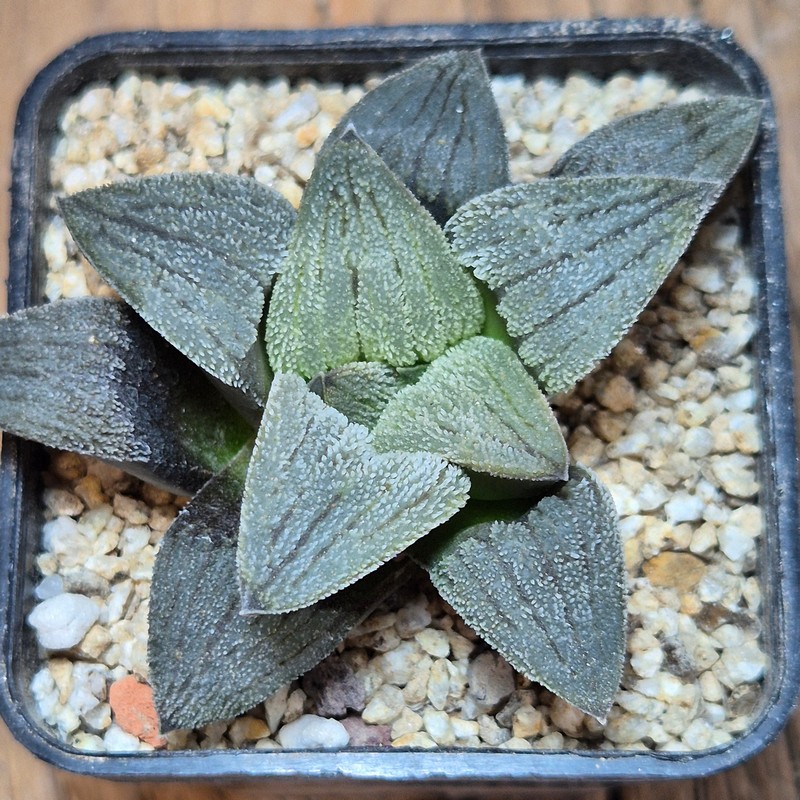 VVG40116 Haworthia pygmaea f.crystallina -Japan- seedling