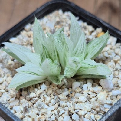 VVG40117 Haworthia turgida f. variegata ‘Rock Sugar’