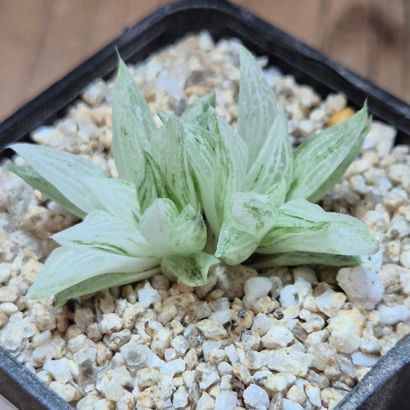 VVG40117 Haworthia turgida f. variegata ‘Rock Sugar’