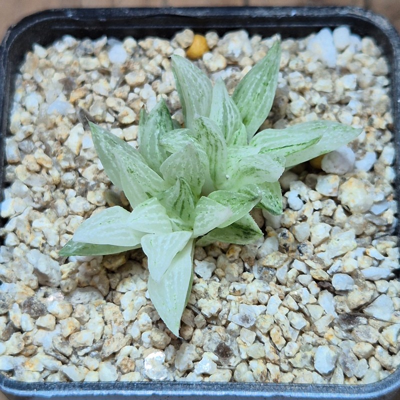 VVG40117 Haworthia turgida f. variegata ‘Rock Sugar’ - Image 2