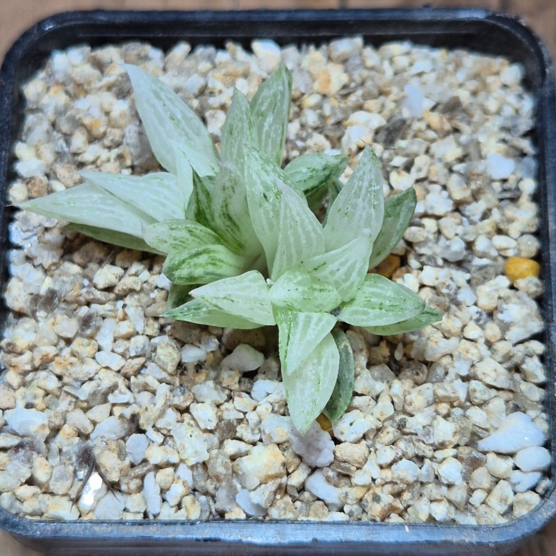 VVG40117 Haworthia turgida f. variegata ‘Rock Sugar’ - Image 3