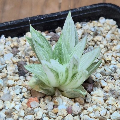 VVG40118 Haworthia turgida f. variegata ‘Rock Sugar’