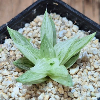 VVG40119 Haworthia turgida f. variegata ‘Rock Sugar’
